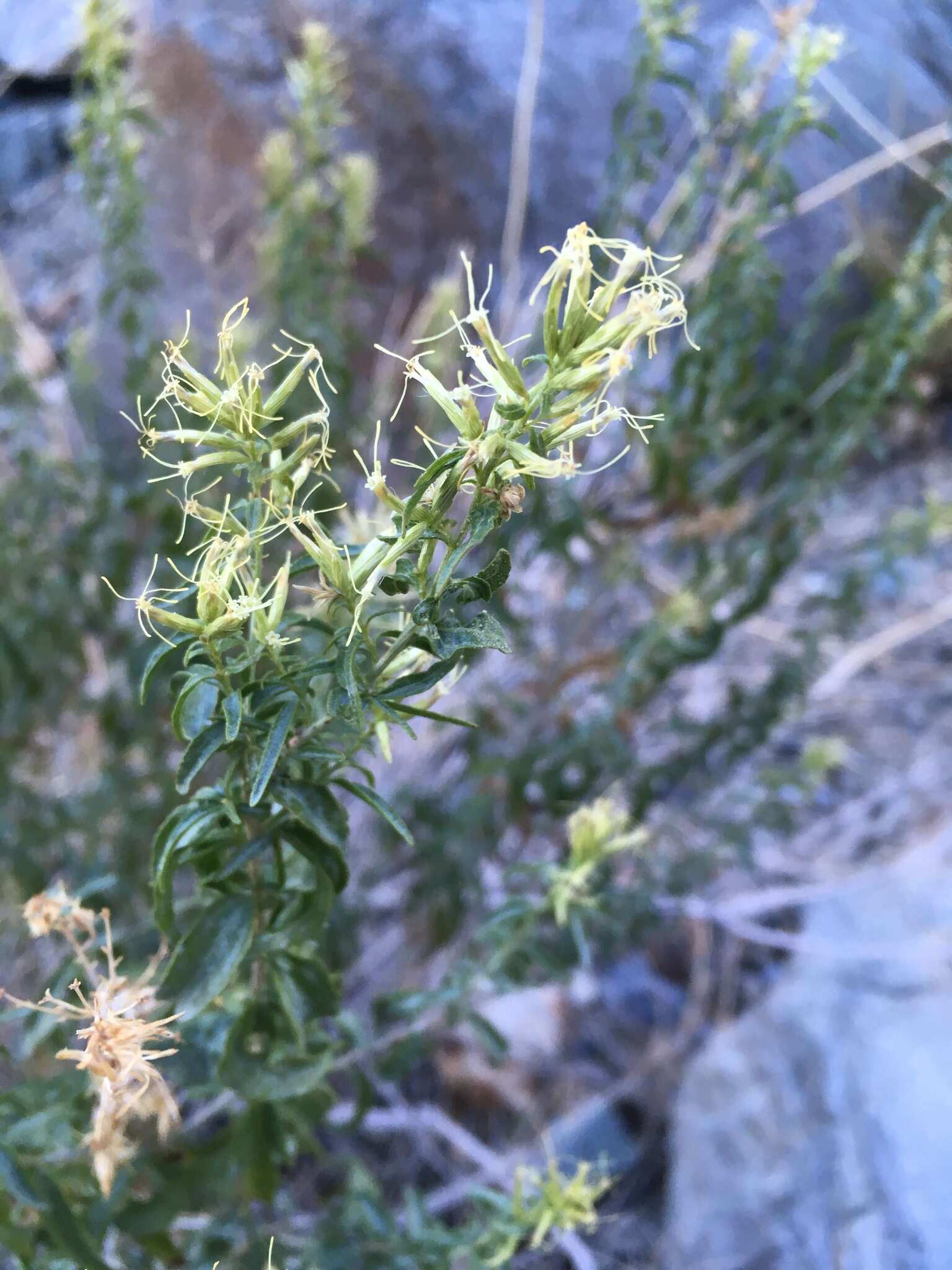 Imagem de Brickellia longifolia S. Wats.