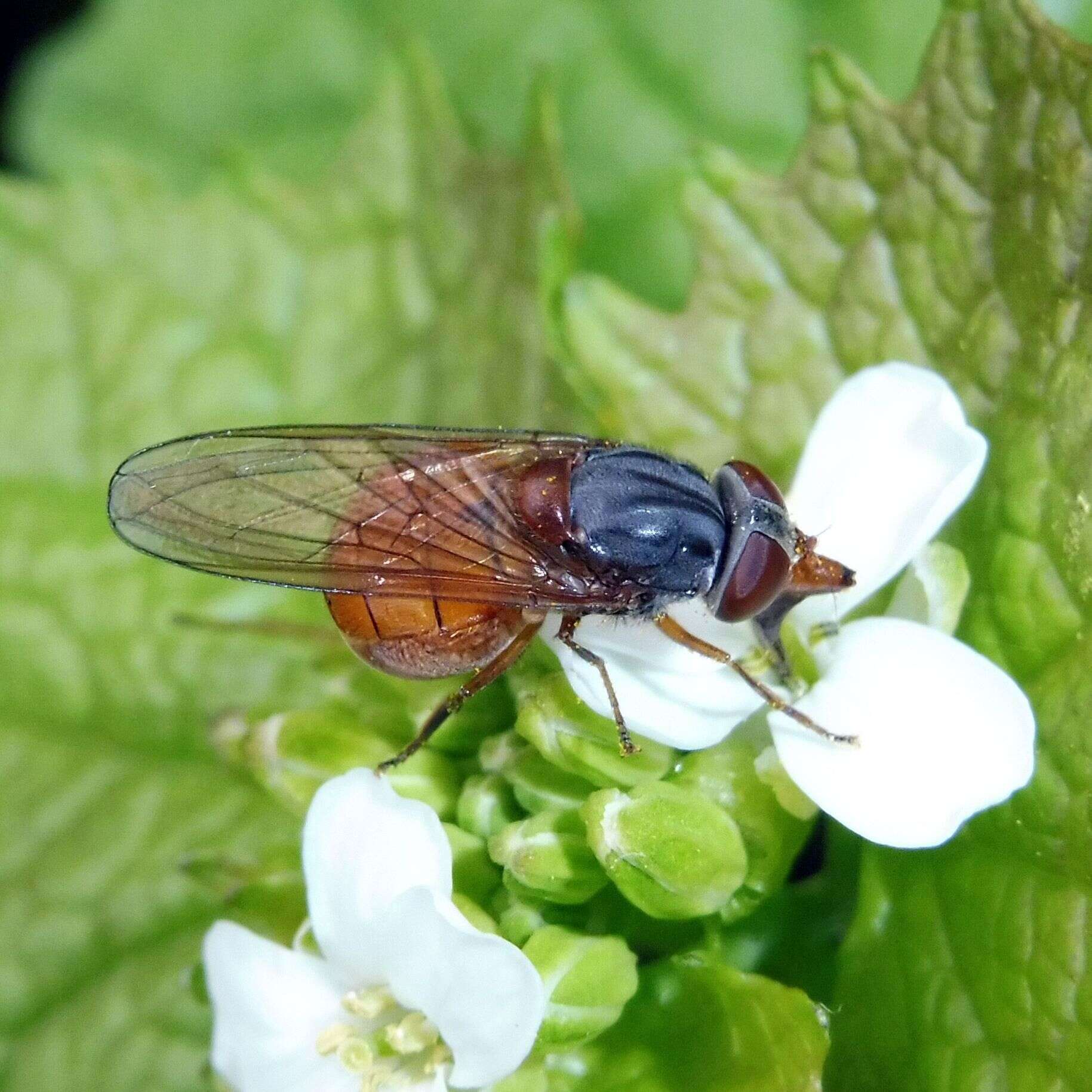 Image of Rhingia rostrata (Linnaeus 1758)