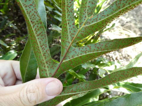 Imagem de Aglaomorpha sparsisora (Desv.) Hovenkamp & S. Linds.