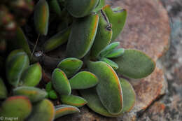 Слика од Crassula atropurpurea (Haw.) D. Dietr.