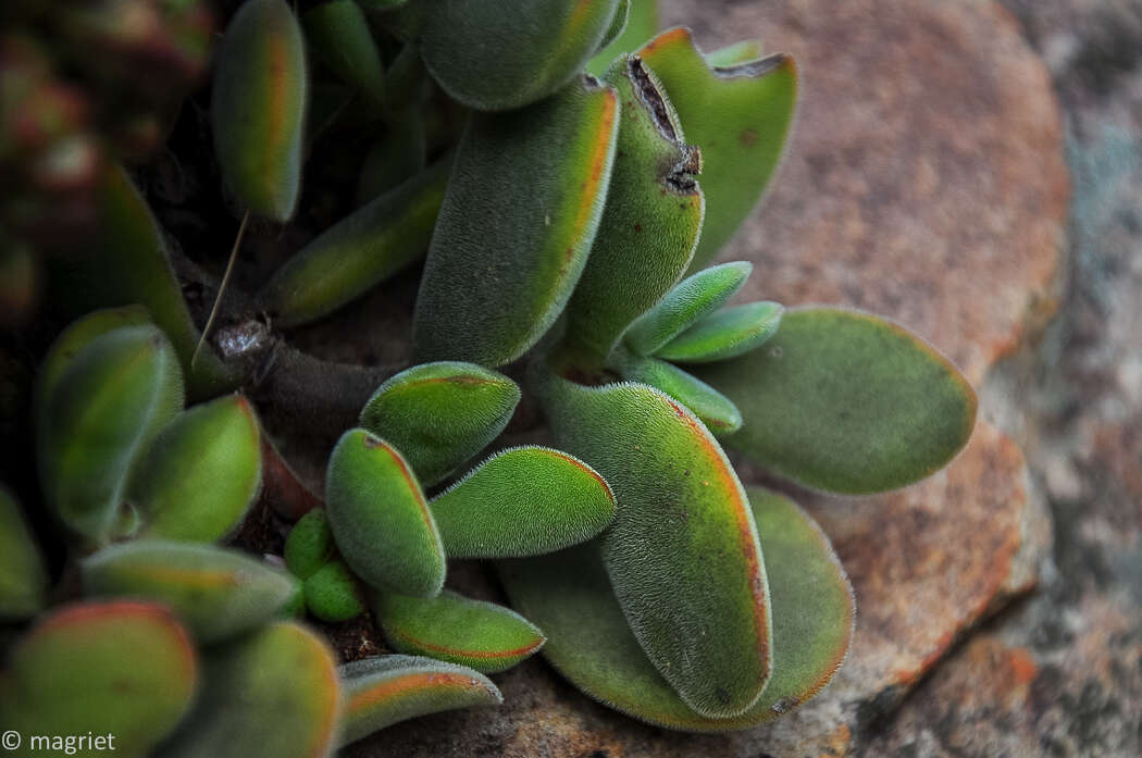 Image of Crassula atropurpurea (Haw.) D. Dietr.