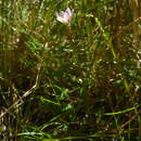 Imagem de Zephyranthes minima Herb.