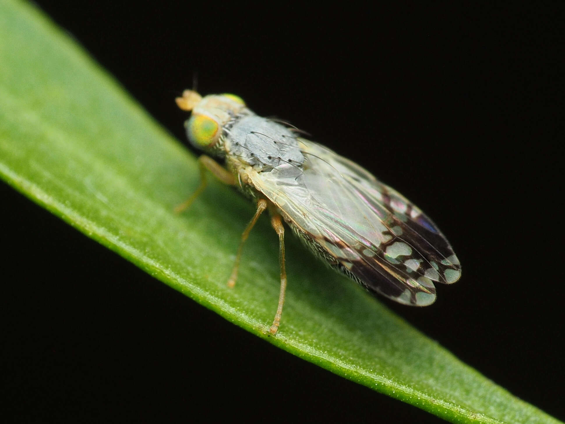 Image of Trupanea actinobola (Loew 1873)