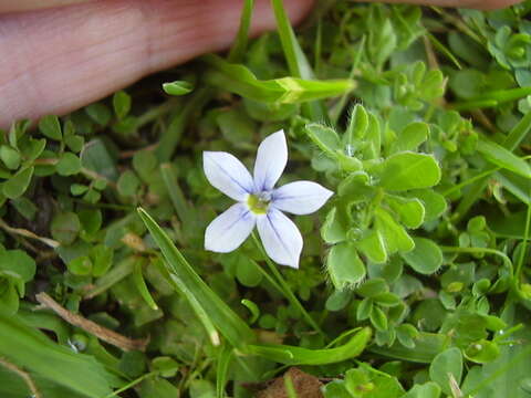 Image de Lobelia pedunculata R. Br.