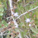 Image of Chromolaena squarroso-ramosa (Hieron.) R. King & H. Rob.