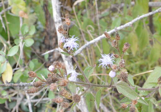 Image of Chromolaena squarroso-ramosa (Hieron.) R. King & H. Rob.