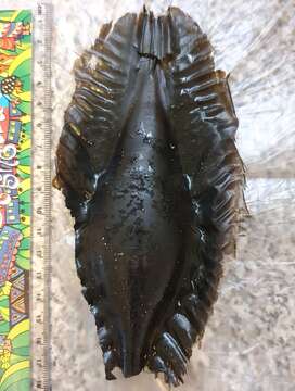 Image of Cape Elephantfish