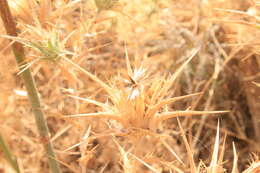 Image of Red Toothed Star-thistle