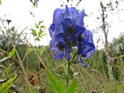 Image of Aconitum jaluense subsp. taigicola (Vorosh.) V. N. Voroshilov