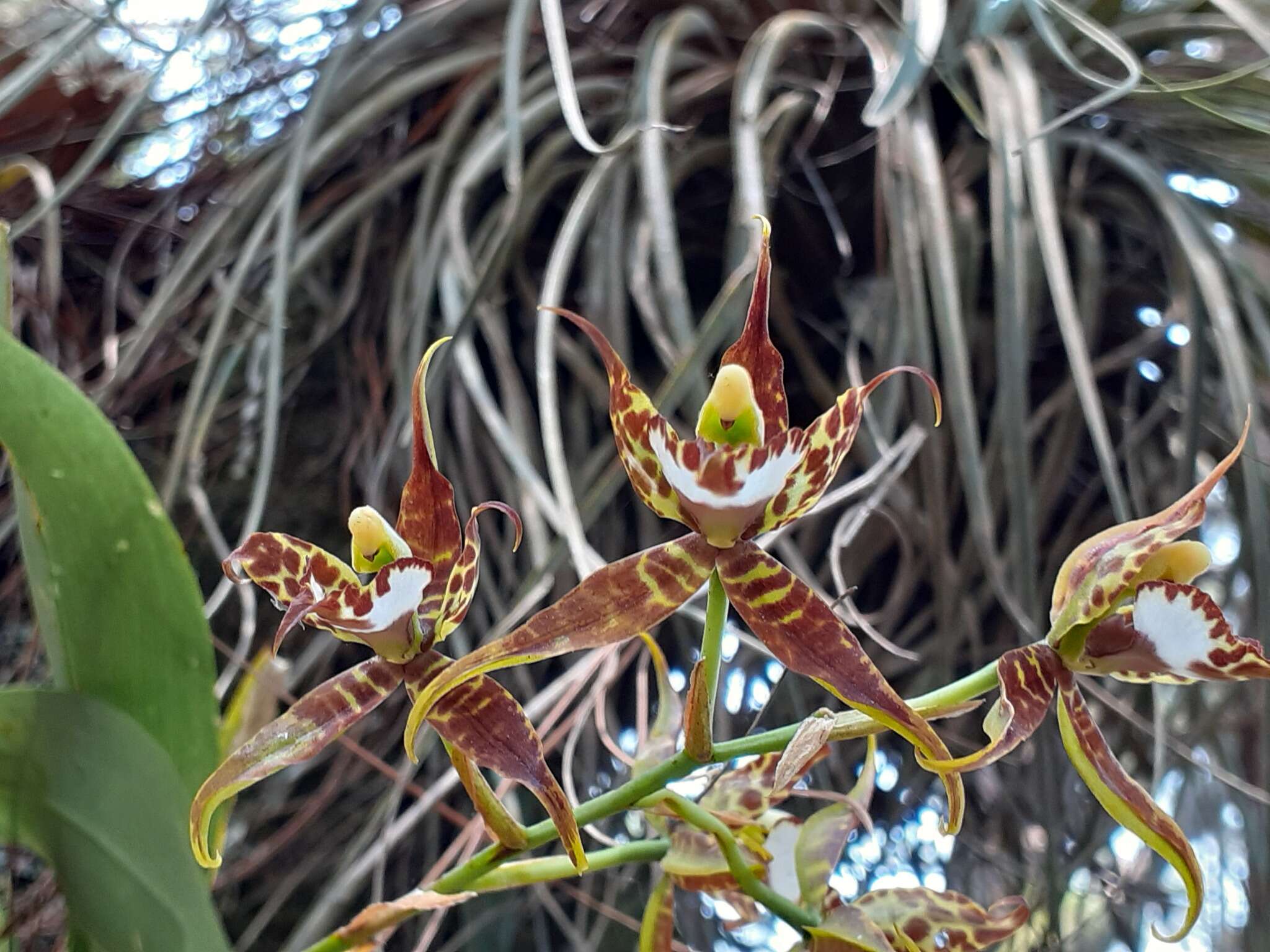 Image of Rhynchostele cordata (Lindl.) Soto Arenas & Salazar