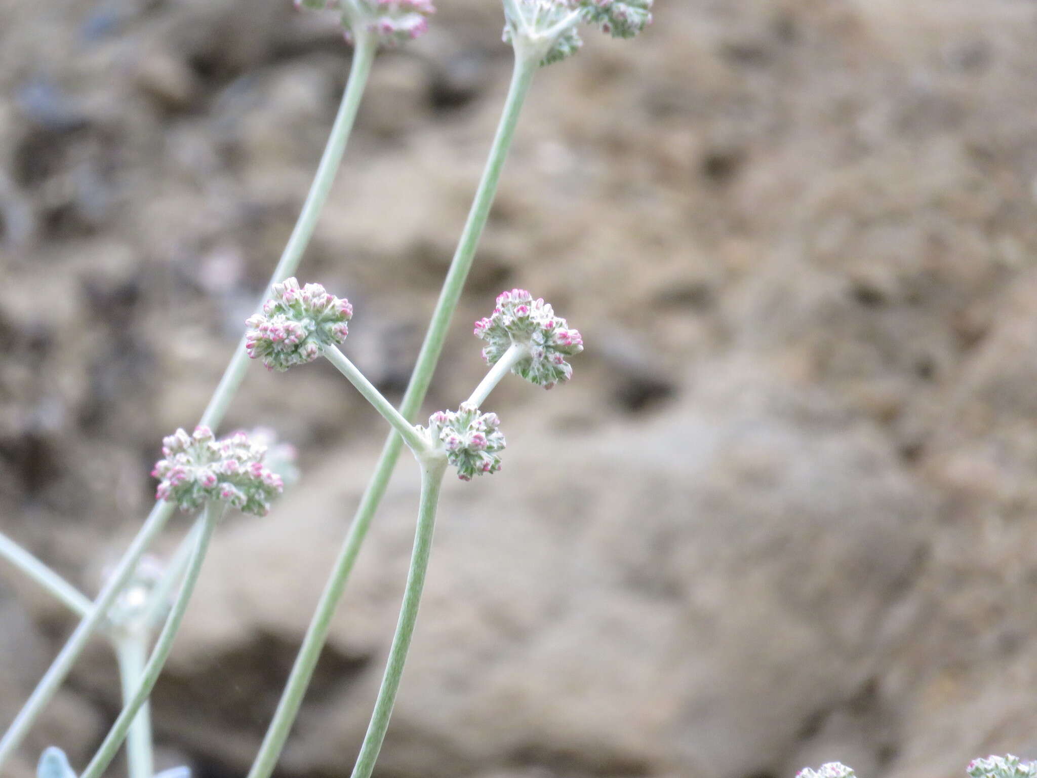 Image of seaside buckwheat