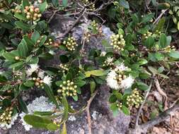 Image of Syzygium buxifolium Hook. & Arn.