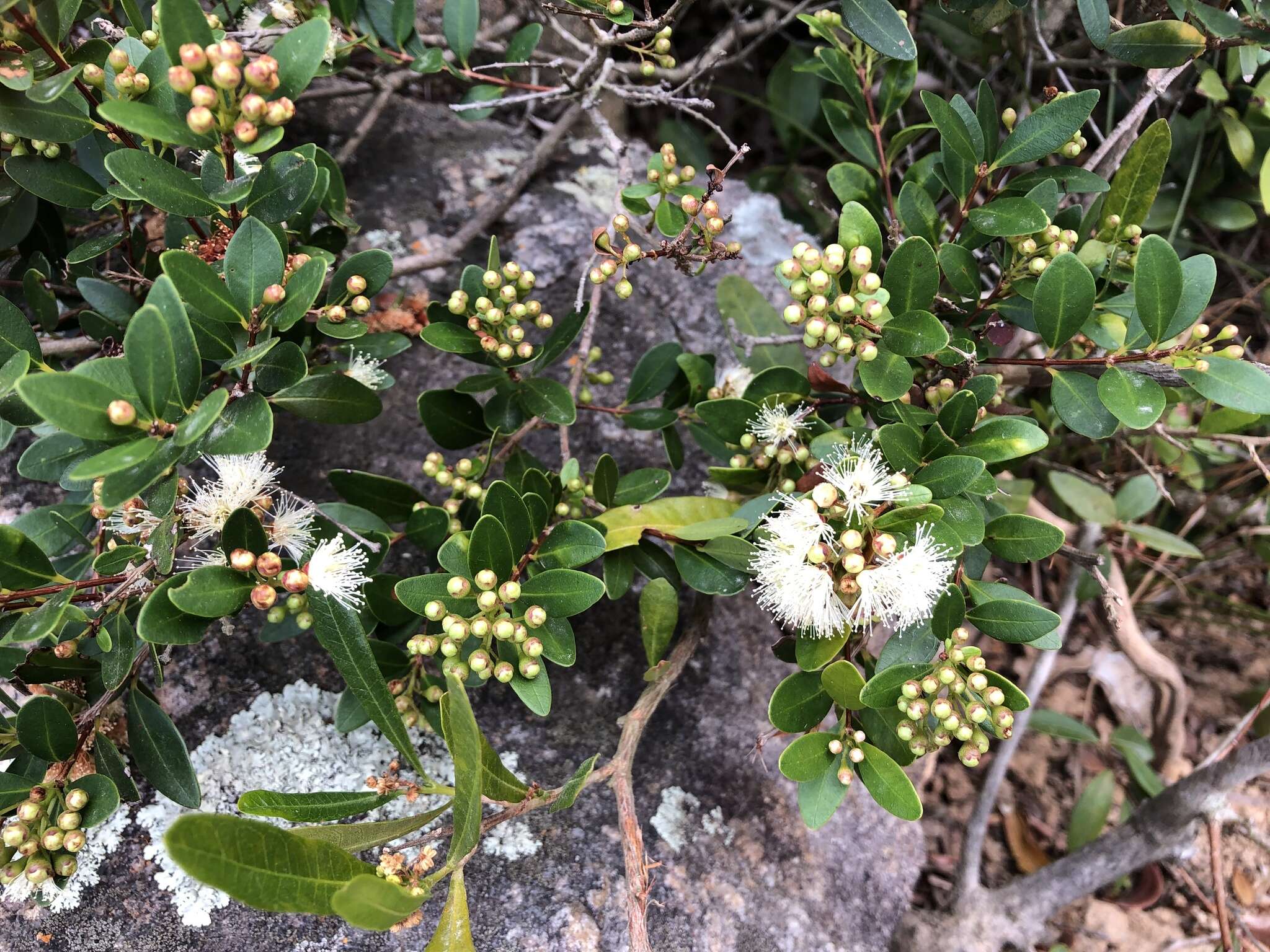 Image of Syzygium buxifolium Hook. & Arn.