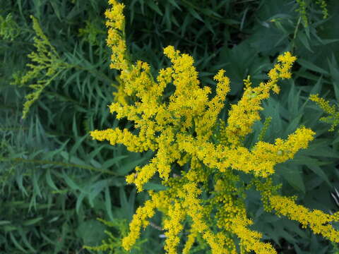 Image of Solidago altissima subsp. altissima