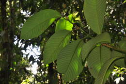 Image of Chrysochlamys grandifolia (L. O. Williams) B. E. Hammel