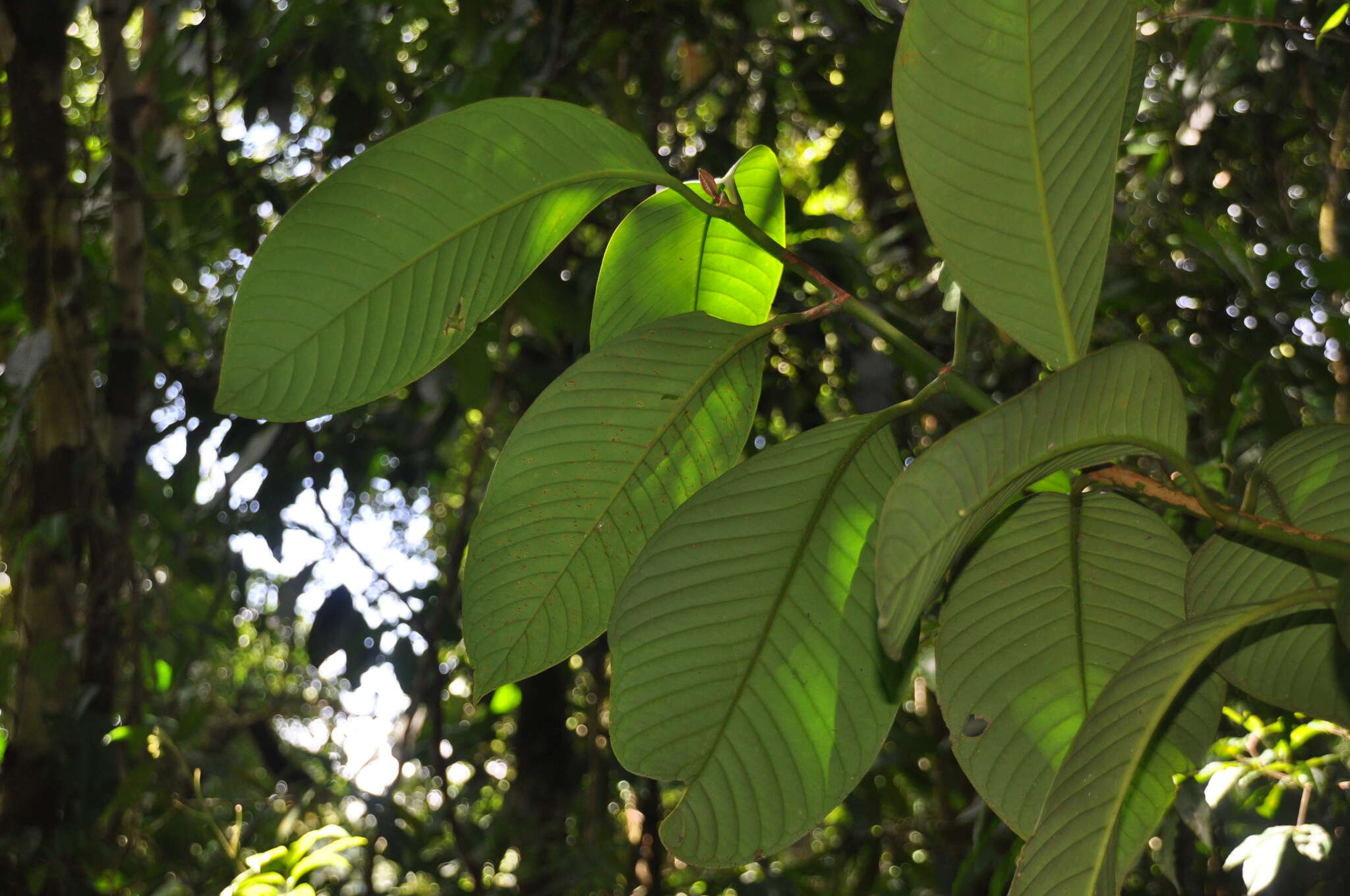 Image of Chrysochlamys grandifolia (L. O. Williams) B. E. Hammel