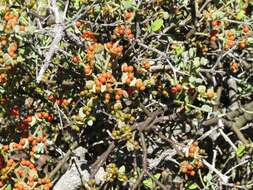 Image de Viscum rotundifolium L. fil.