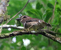 Image of Aspidonotus