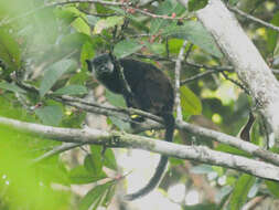 Image of Mottle-face Tamarin