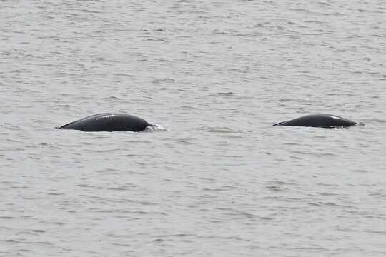 Image of Yangtze finless porpoise