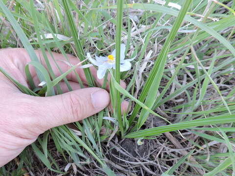 Image of Prairie pleatleaf