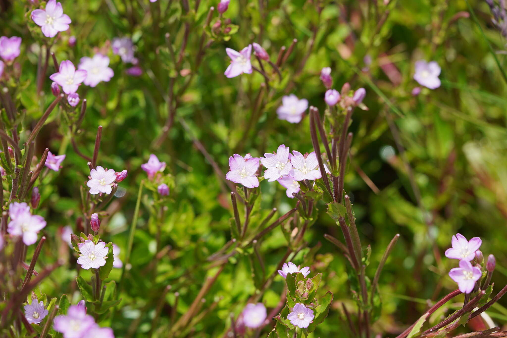 Imagem de Epilobium gunnianum Hausskn.