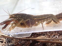 Image of Procambarus apalachicolae Hobbs 1942