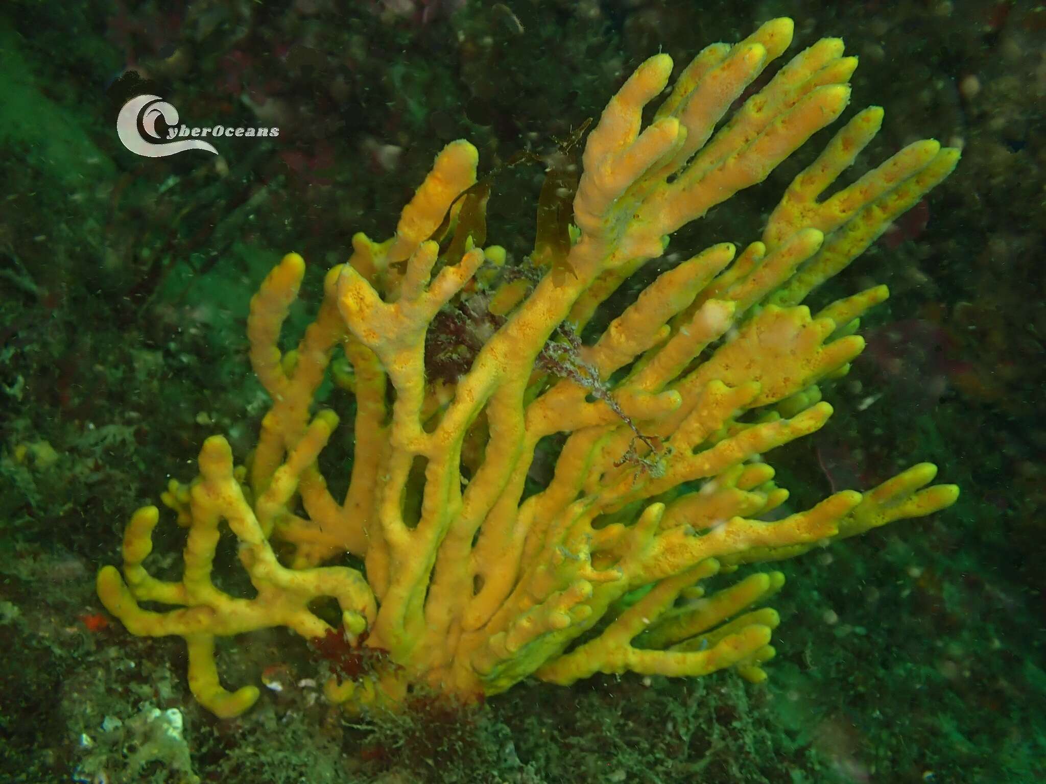 Image of common antler sponge