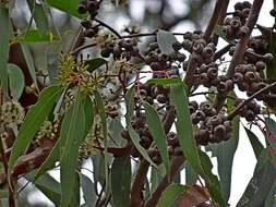 Image of blue-leaf stringybark