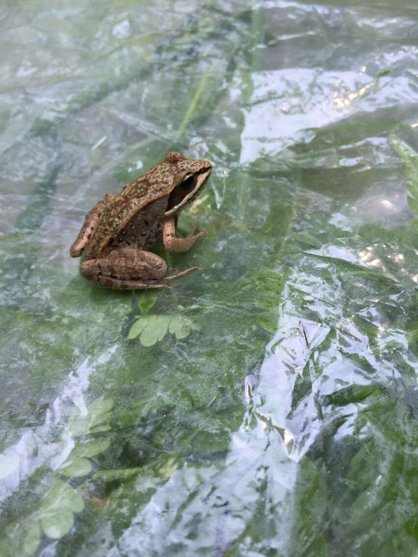 Image of Wood Frog