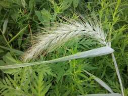 Image of Elymus canadensis f. canadensis