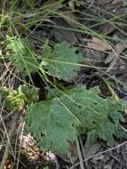 Image of Gander's ragwort