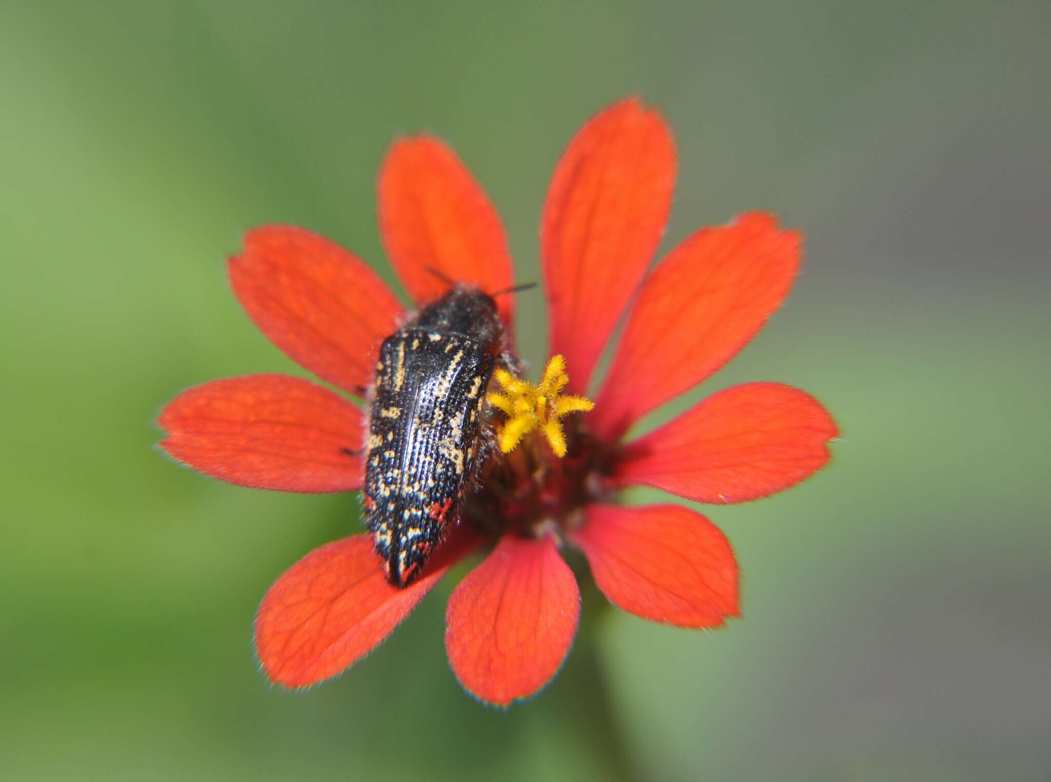 Image of Acmaeodera mudgei Westcott 2002