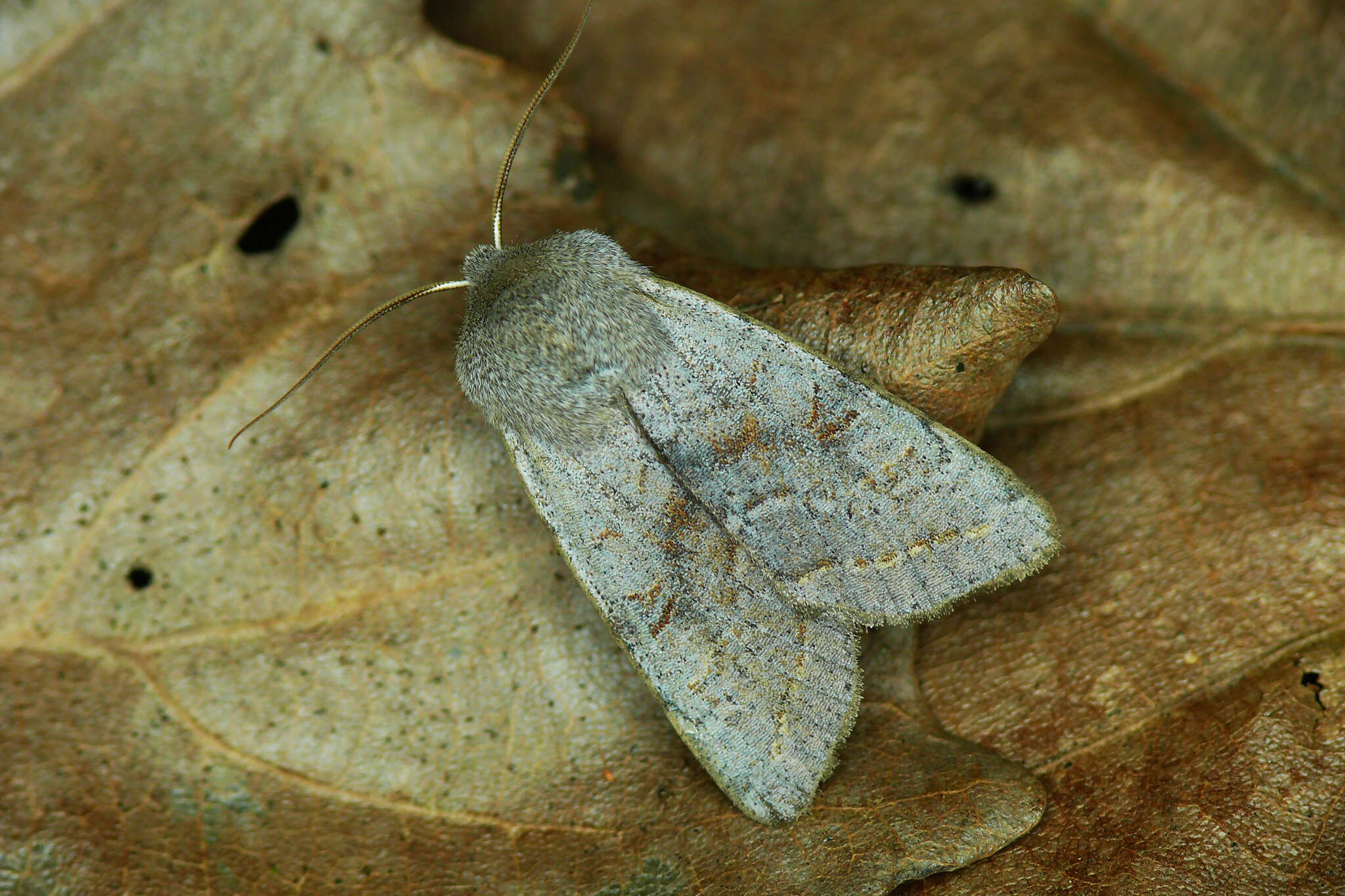 Слика од Orthosia opima Hübner 1827