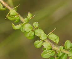 Prostanthera spinosa F. Muell. resmi