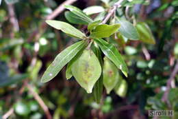 Image of Terminalia australis Cambess.