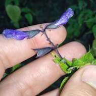 Image de Salvia concolor Lamb. ex Benth.