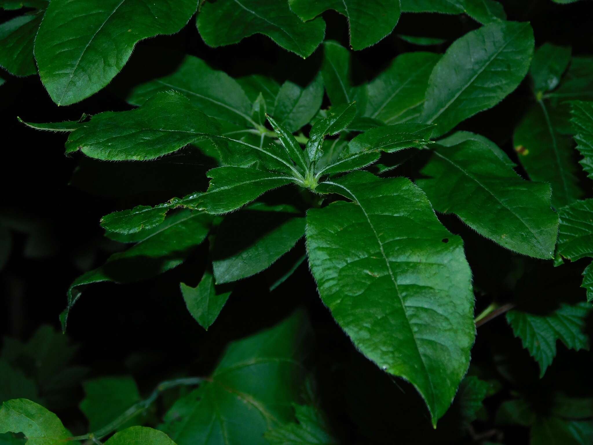 صورة Rhododendron cumberlandense E. L. Braun