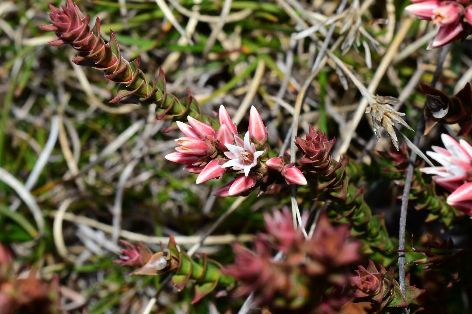 Image of Sprengelia montana R. Br.