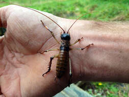 Image of Auckland tree weta