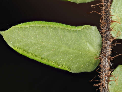 Plancia ëd Pellaea rotundifolia (G. Forst.) Hook.