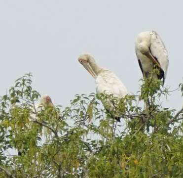 Image of Milky Stork