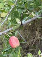 Image of Putterlickia neglecta Jordaan, R. G. C. Boon & A. E. van Wyk