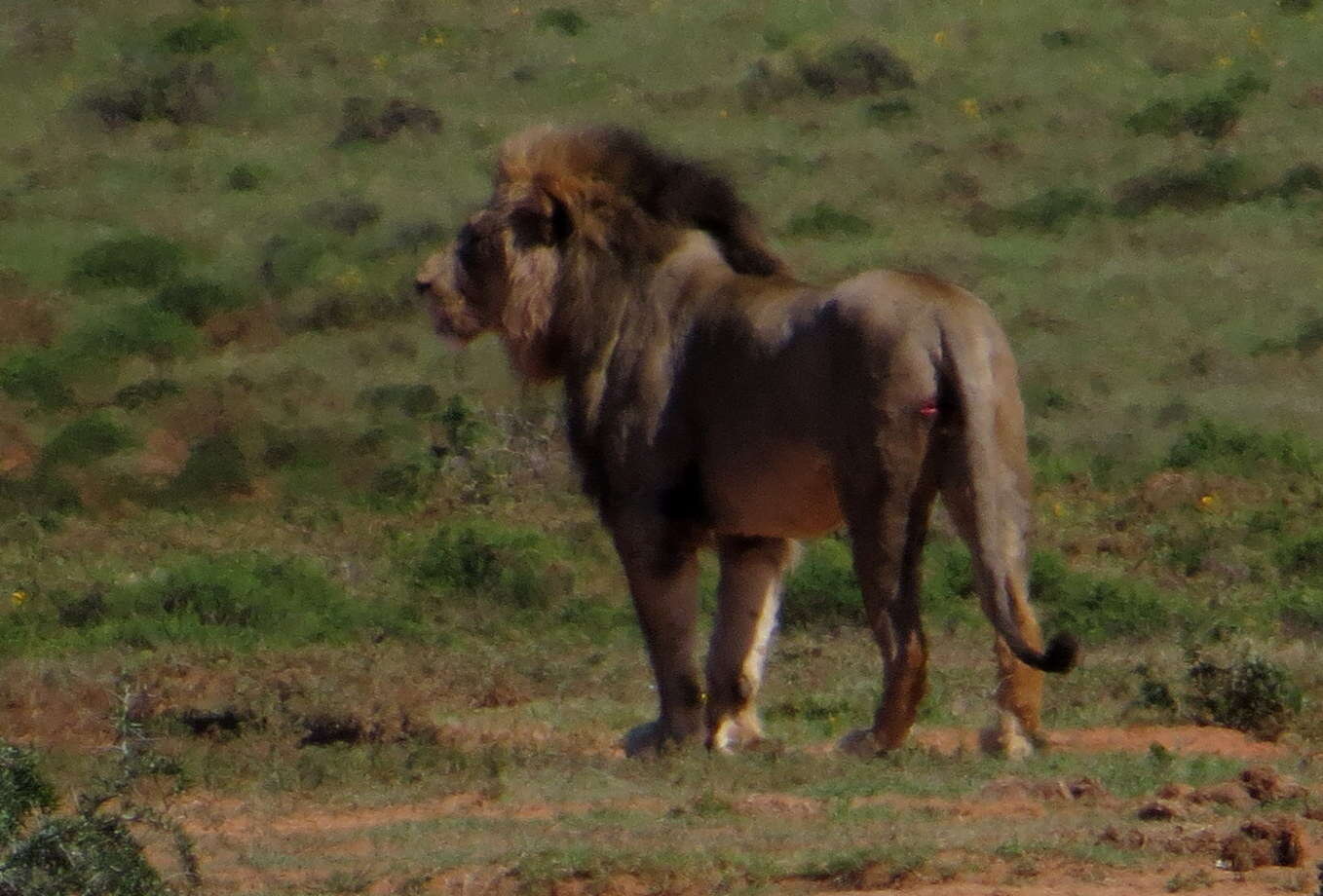 Image of Lion