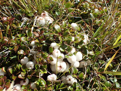 Image of Gaultheria depressa Hook. fil.