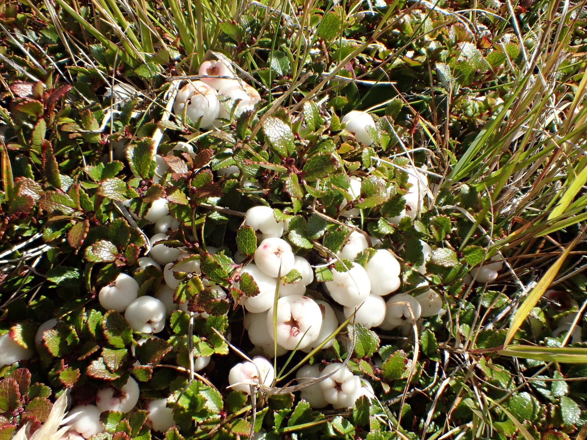 Image of Gaultheria depressa Hook. fil.