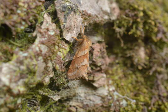 Image of Phymatopus hecta (Linnaeus 1758)