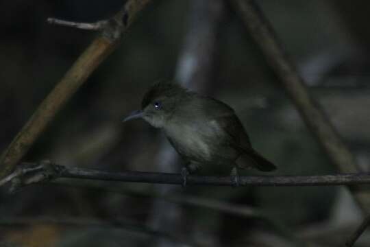 Image of Olive Bulbul