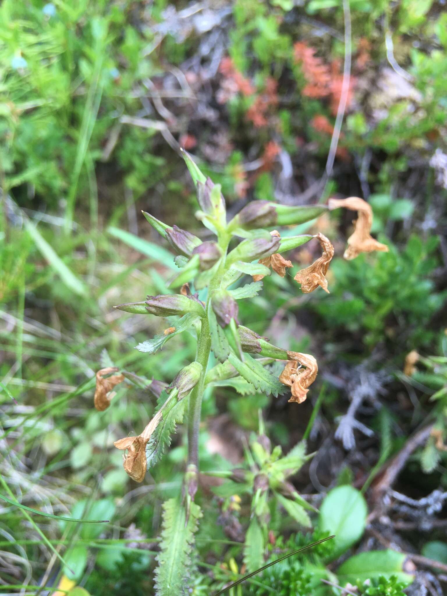 Image of Lapland lousewort