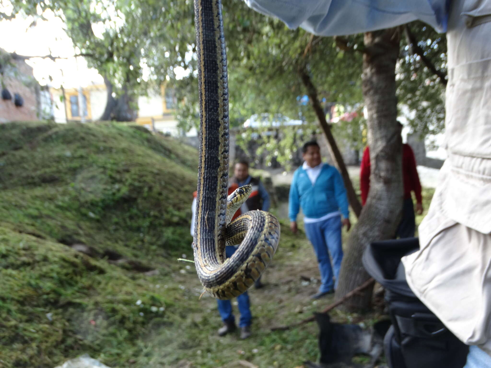 Image of Longtail Alpine Garter Snake